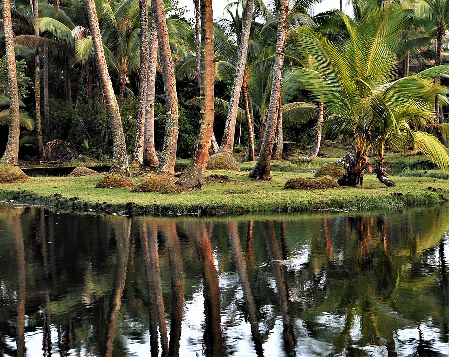 Tropical Tranquiity Photograph by Heidi Fickinger