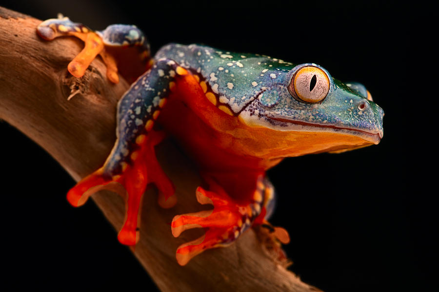 tropical tree frog Cruziohyla craspedotus Photograph by Dirk Ercken