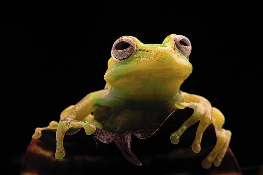 Tropical Tree Frog - Hypsiboas Punctatus Photograph by Dirk Ercken