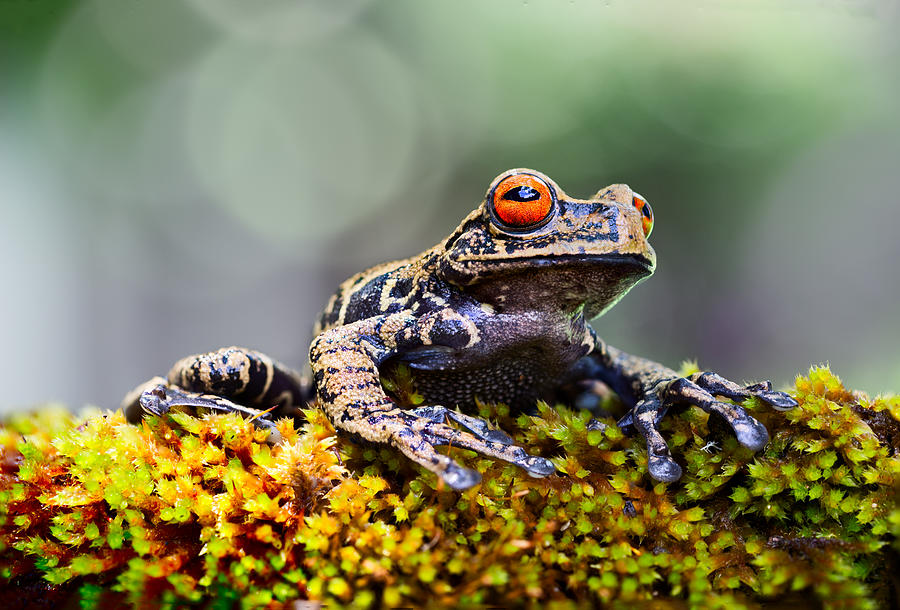 tropical tree frog in Amazonian jungle Photograph by Dirk Ercken