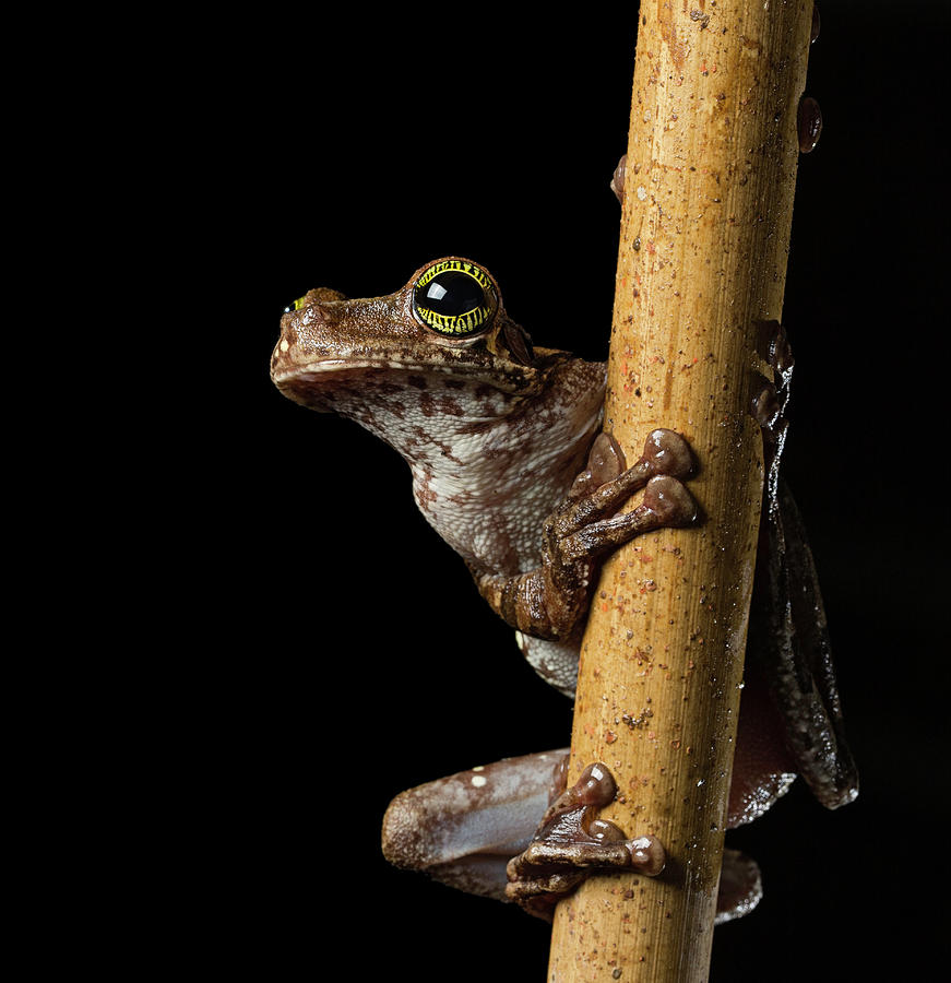 Tropical tree frog - Osteocephalus taurinus Photograph by Dirk Ercken