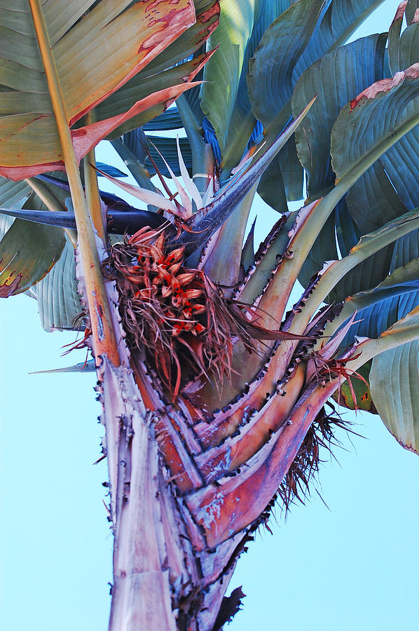 Tropical Tree Photograph by Jean Booth
