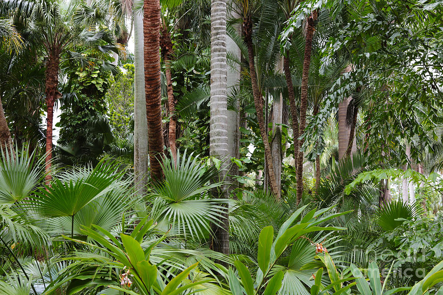 Tropical Trees Photograph