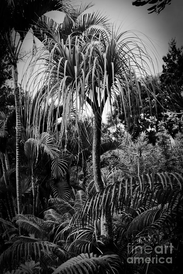 Tropical Trees Photograph by Sharon Mau