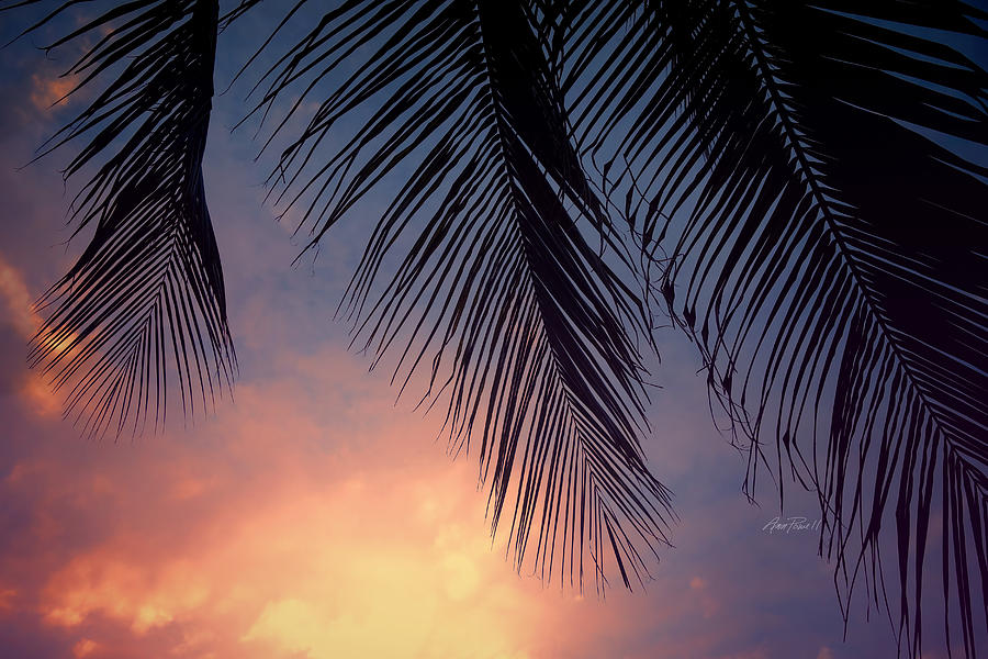Tropical Twilight - photography Photograph by Ann Powell