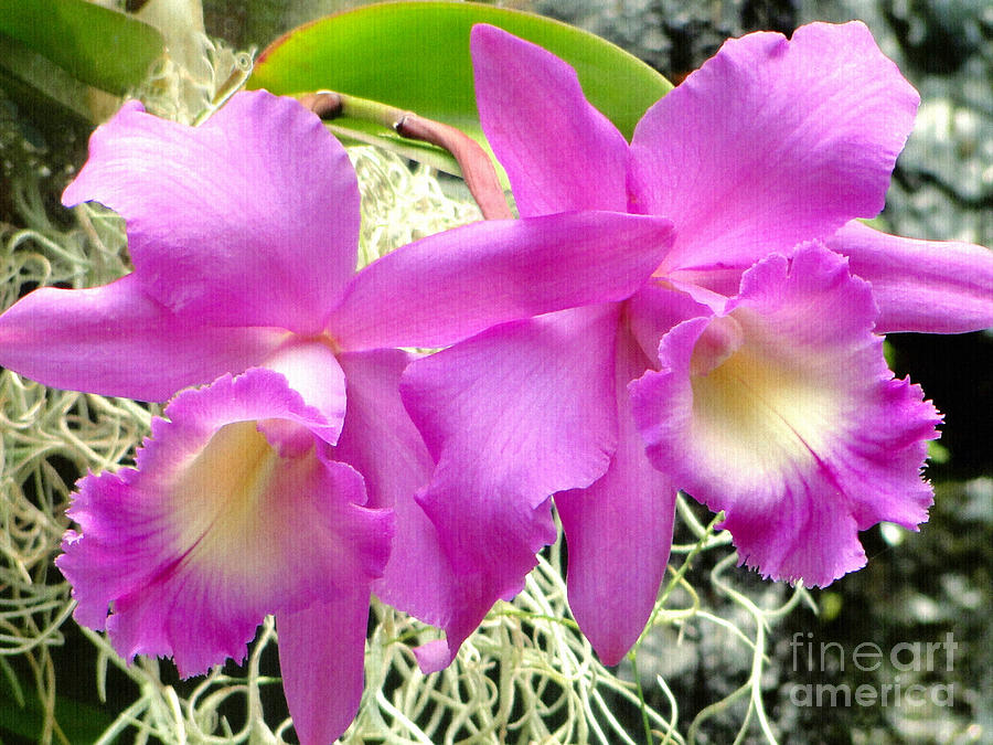 Tropical Twins Photograph by Sue Melvin
