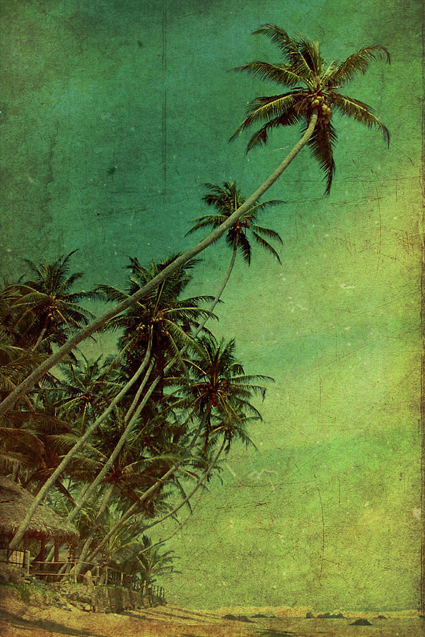 Tropical Vestige Photograph by Andrew Paranavitana
