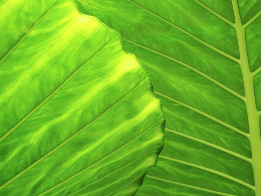 Tropical Vibrant Green Photograph by Philip Openshaw