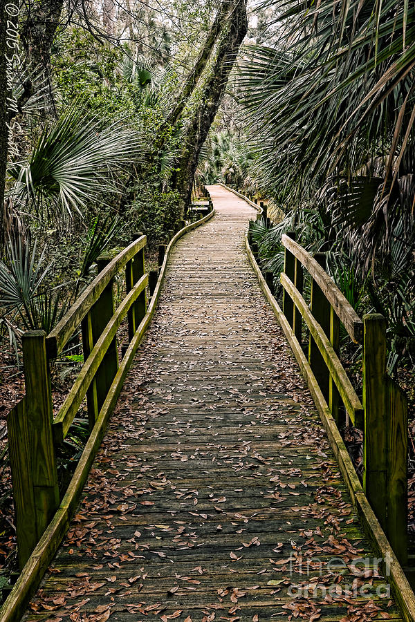 Landscape Photograph - Tropical Walk by Susan Smith