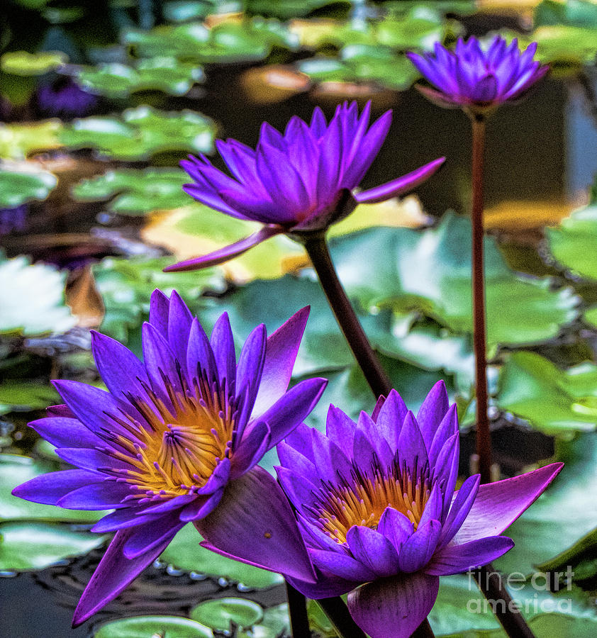 Tropical Water Lilies Photograph by Karen Lewis
