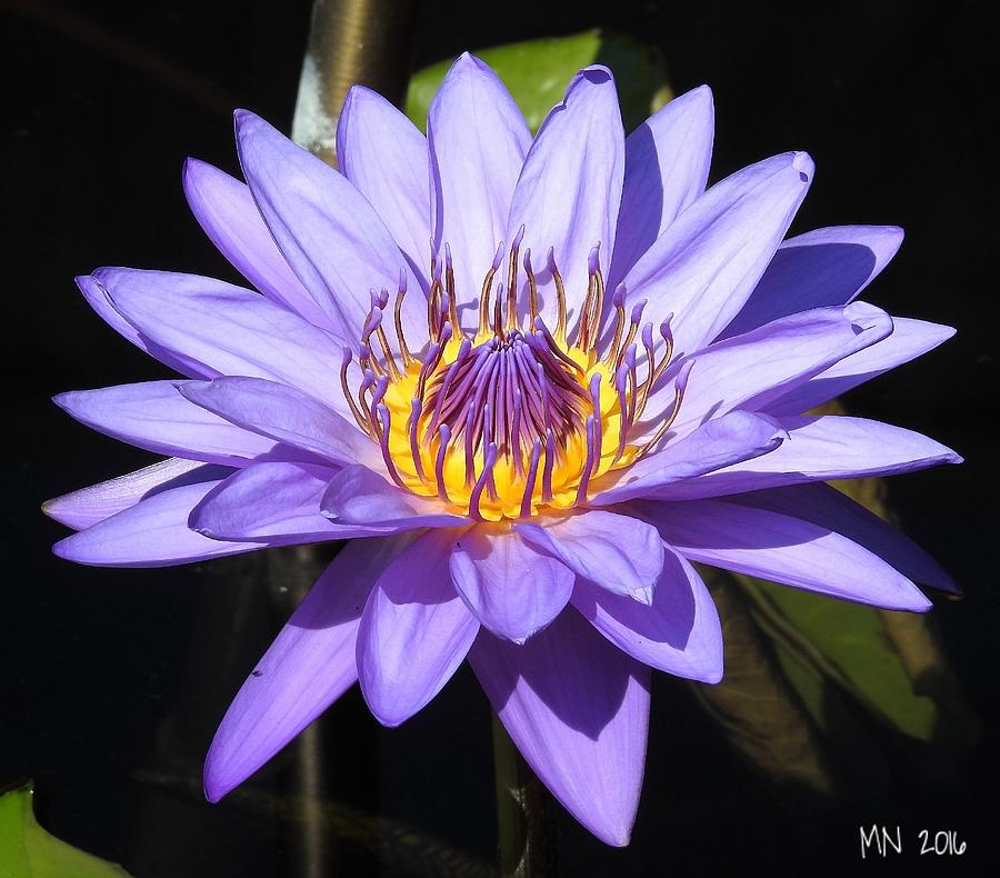 Tropical Water Lilly Photograph by Marylee Newman - Fine Art America