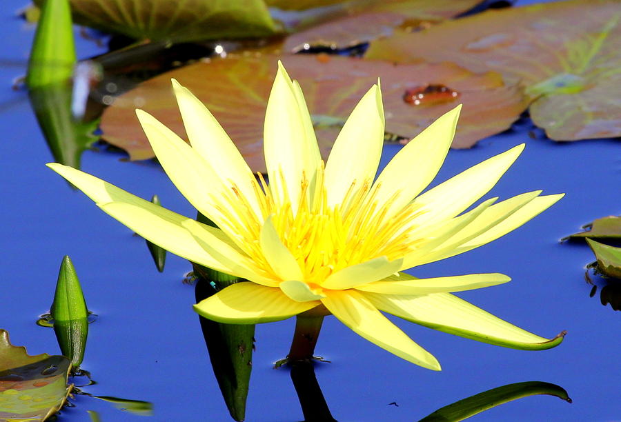 Tropical Water Lilly Photograph by Sean Allen