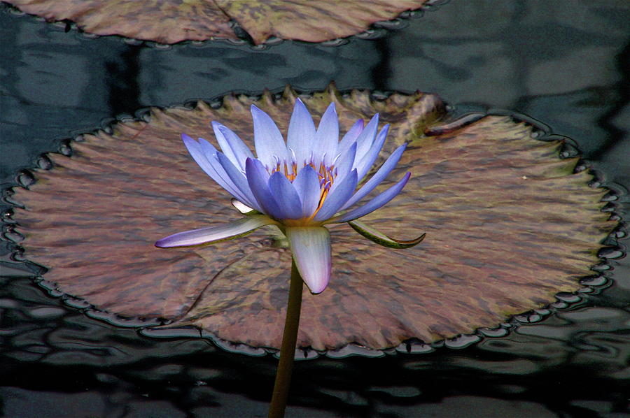 Tropical Water Lily Photograph by Byron Varvarigos