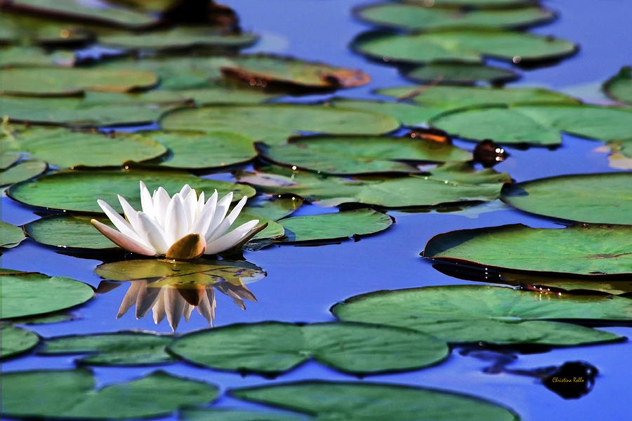 Tropical Water Lily Photograph by Christina Rollo