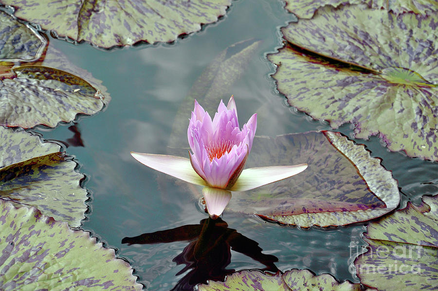 Tropical Water Lily Photograph by Savannah Gibbs