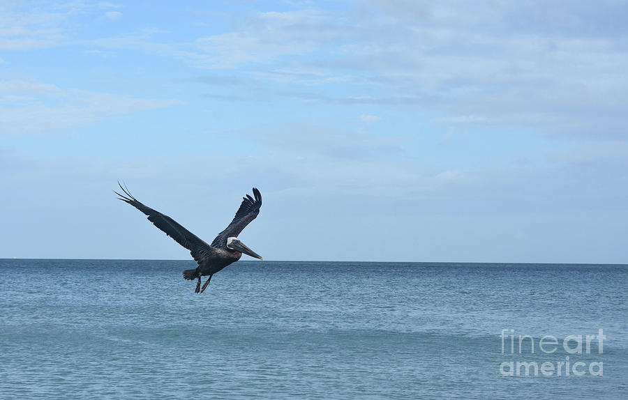 Tropical waters in aruba with a large pelican Photograph by DejaVu