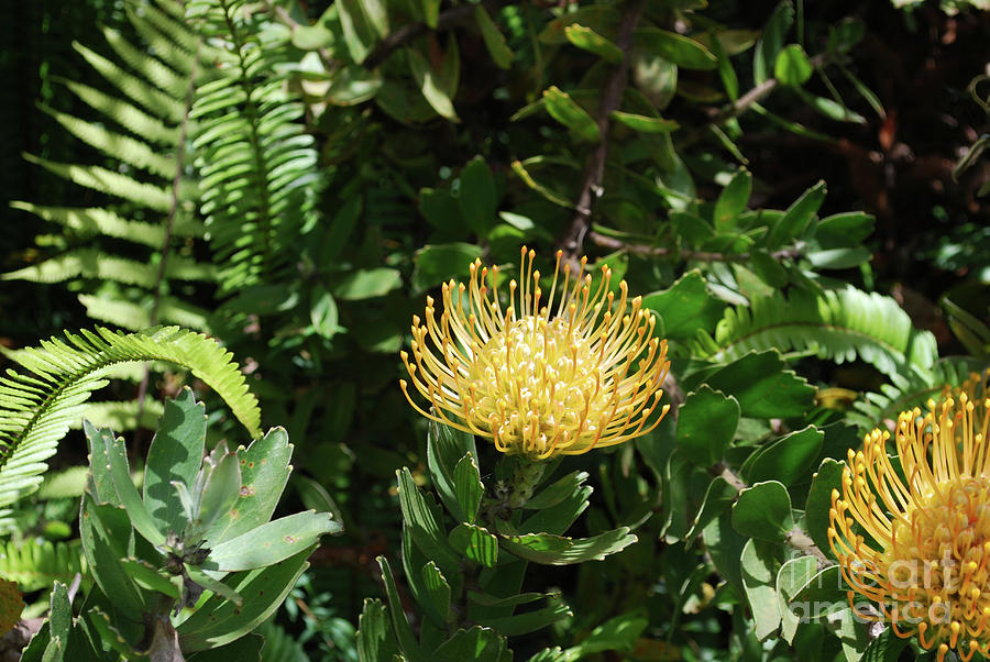 Tropical yellow protea flower in a garden Photograph by DejaVu Designs