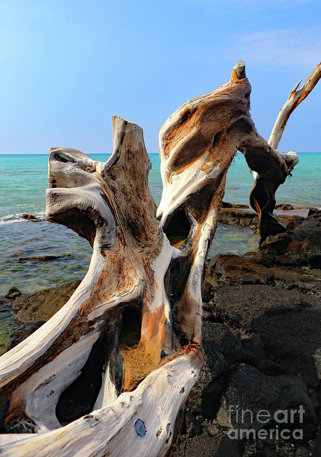 Tropically Weathered I Photograph by Mary Haber