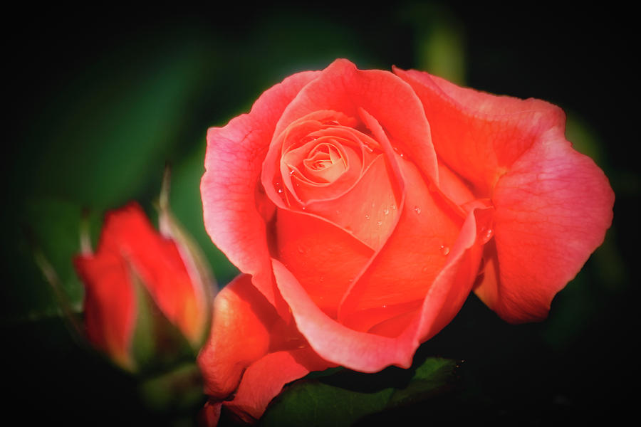 Tropicana Rose Photograph by Albert Seger