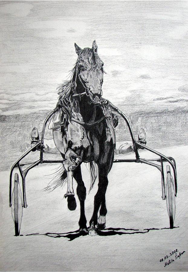 Black And White Drawing - Trotter by Melita Safran