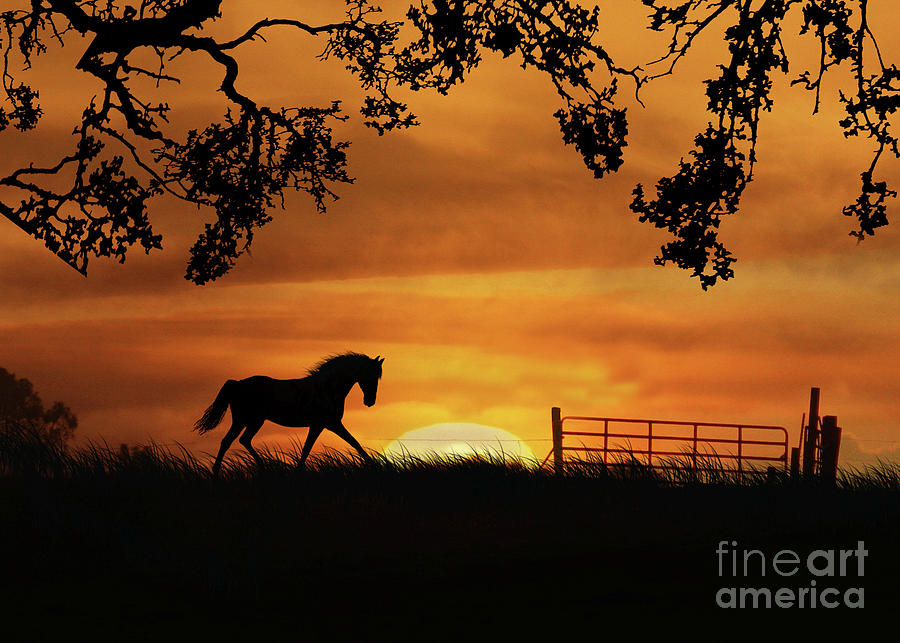 Trotting Horse and Sunset with Gate Photograph by Stephanie Laird