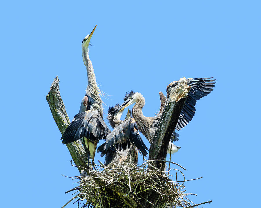 Trouble in the Heron Nest Photograph by Joni Eskridge