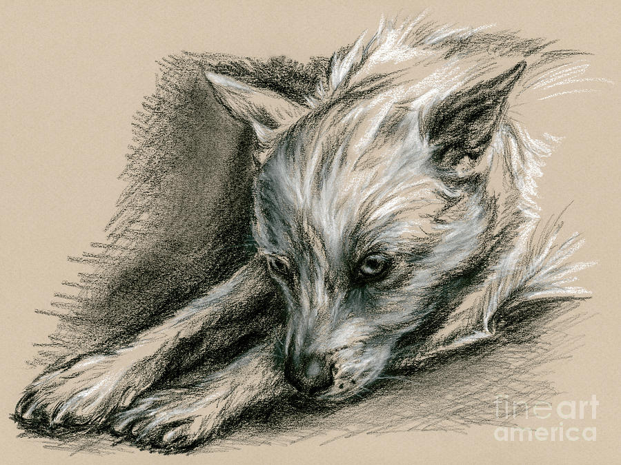Troubled Pup Drawing by MM Anderson