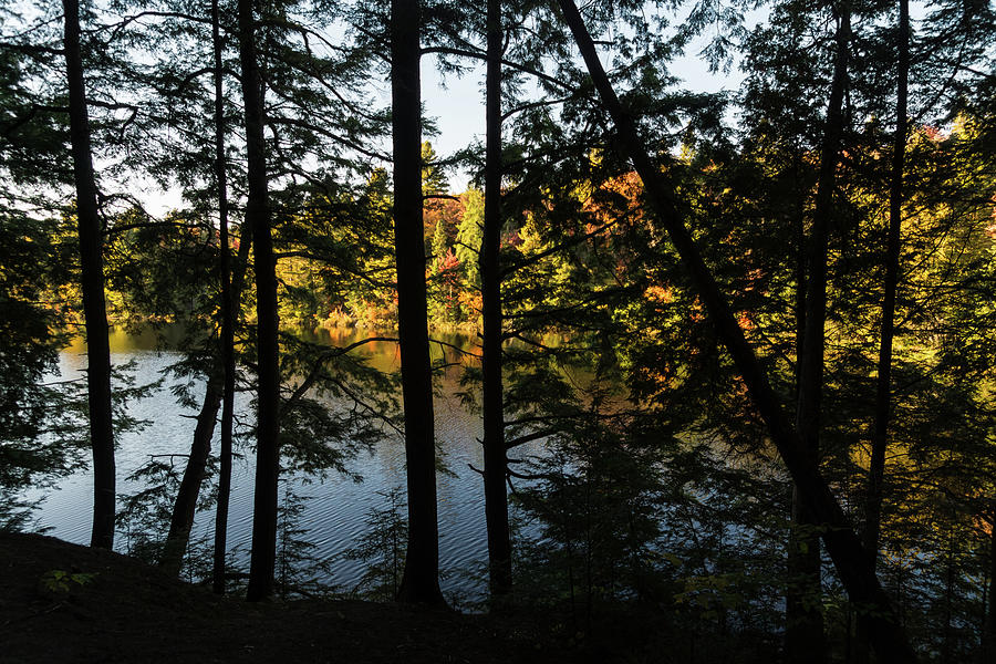 Trough the Pine Screen - Hidden Lake in an Autumn Forest Photograph by Georgia Mizuleva