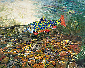 Fish Painting - Trout Art Fish Art Brook Trout Suspended Artwork Giclee Fine Art Print by Patti Baslee