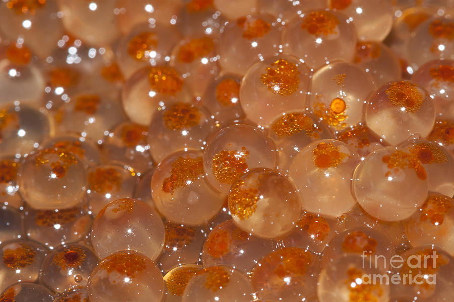 Trout Eggs 2 Photograph by Carolyn Brown - Pixels
