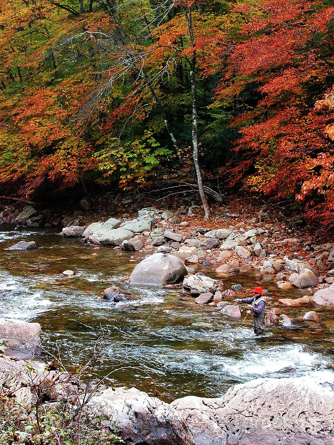Trout Fishing Williams River Photograph by Thomas R Fletcher