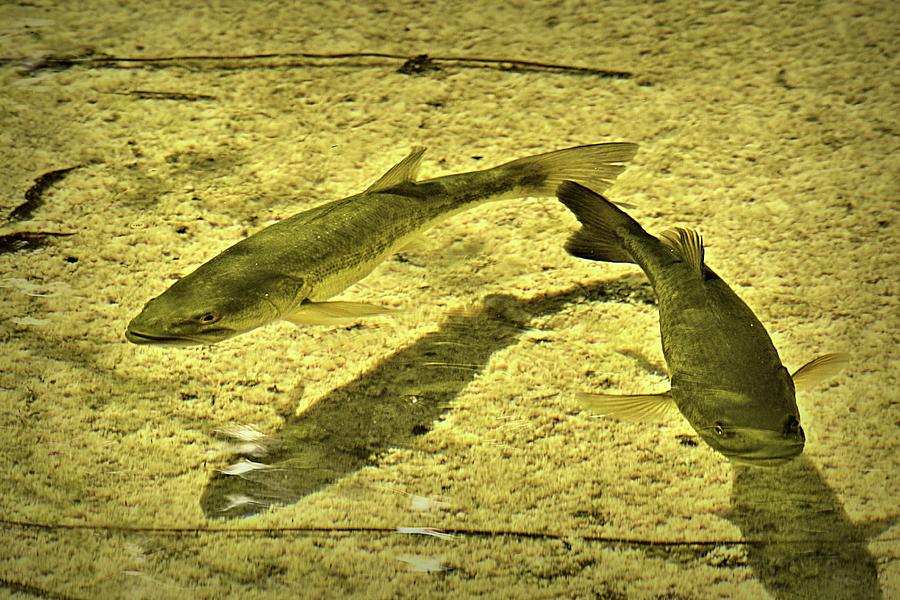 Fish In The Shallows Photograph