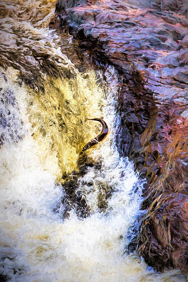 Trout Jumping Photograph by Susan Rissi Tregoning