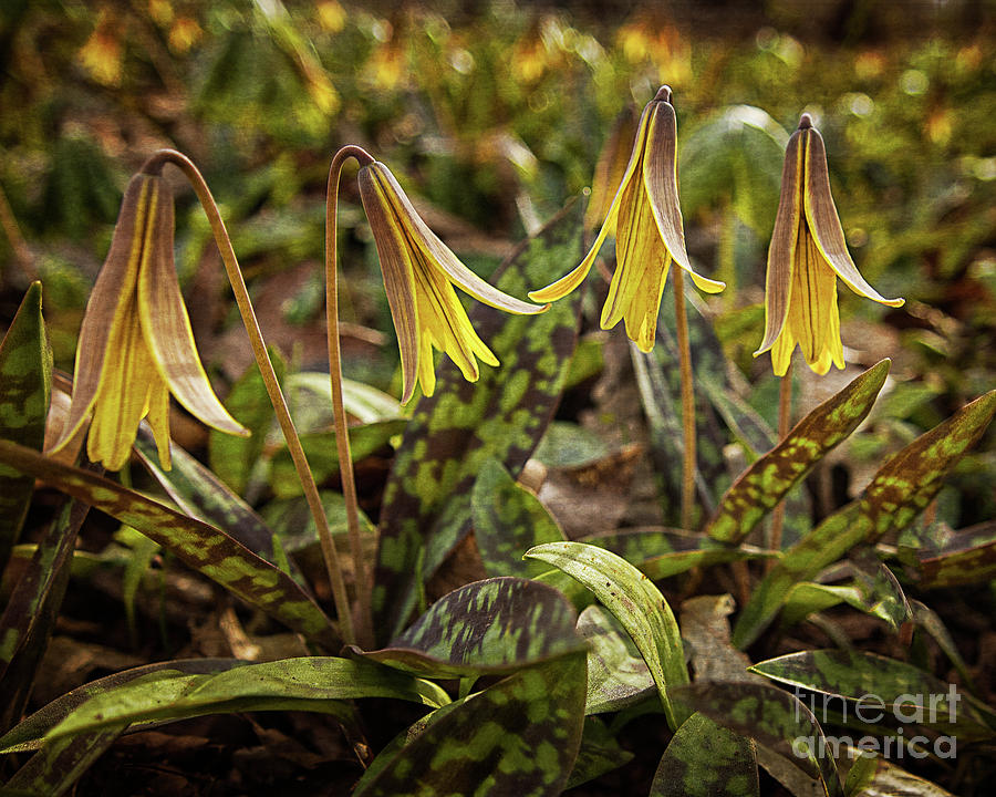 Trout Lilies Photograph by Craig Leaper