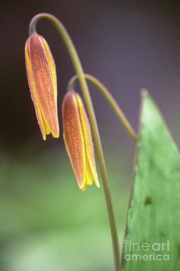 Trout Lilies Photograph by Jill Greenaway