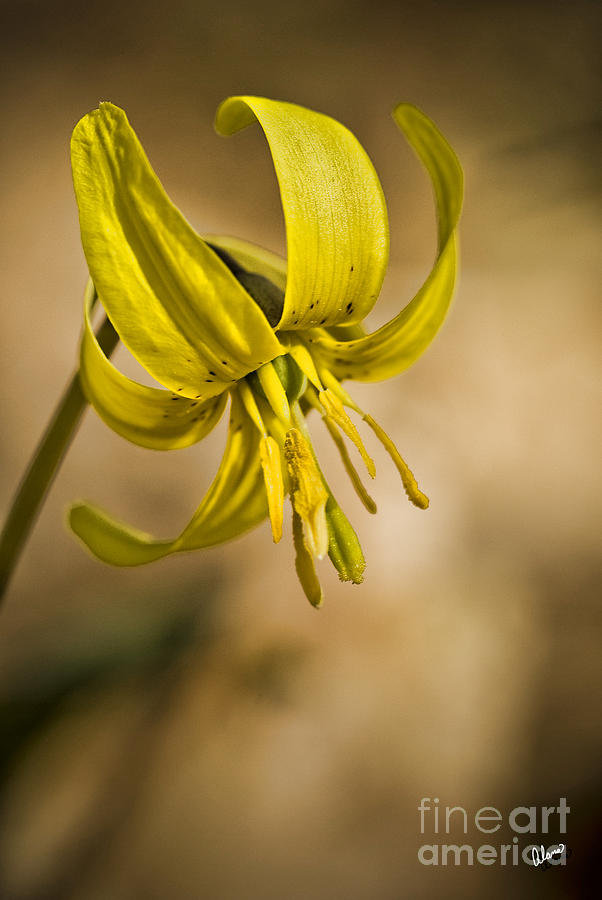 Trout Lilly Photograph by Alana Ranney