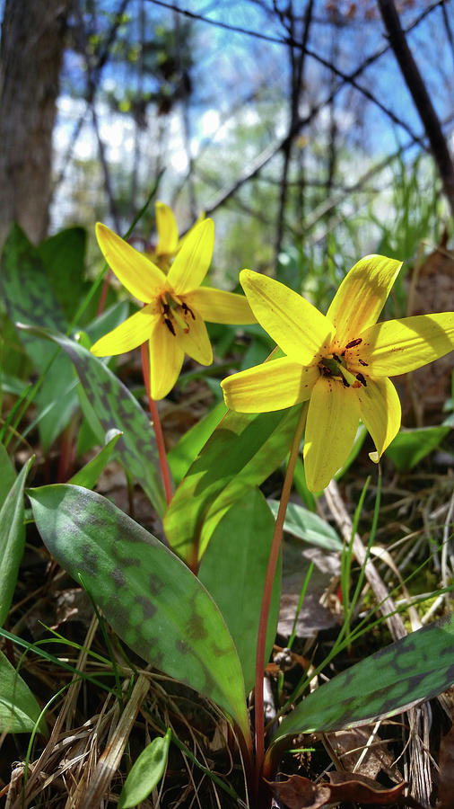 Trout Lily Photograph by Brook Burling