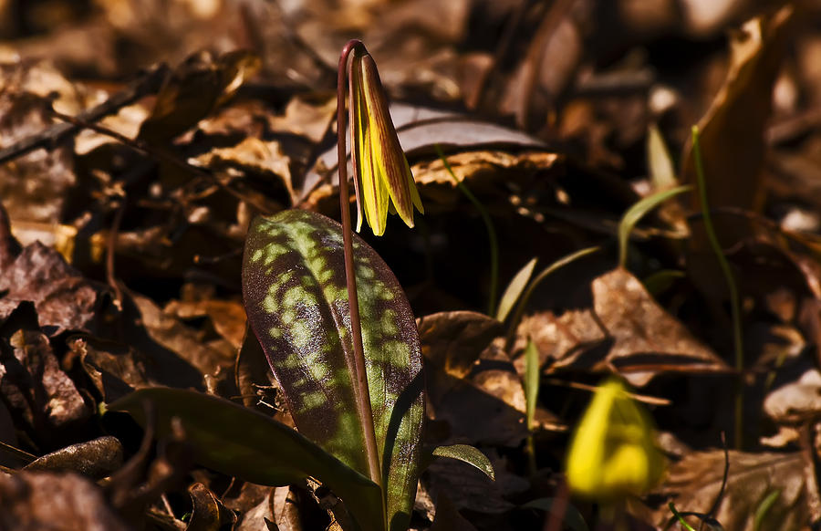 Trout Lily I Photograph by Michael Whitaker