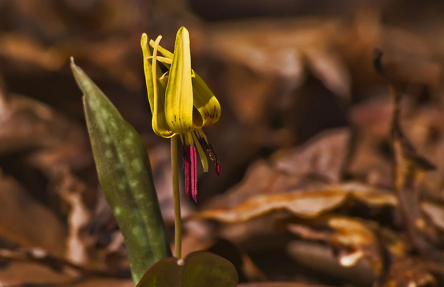 Trout Lily II Photograph by Michael Whitaker