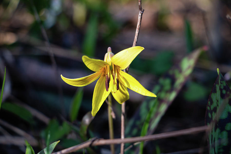 Trout Lily Photograph by Jeff Severson