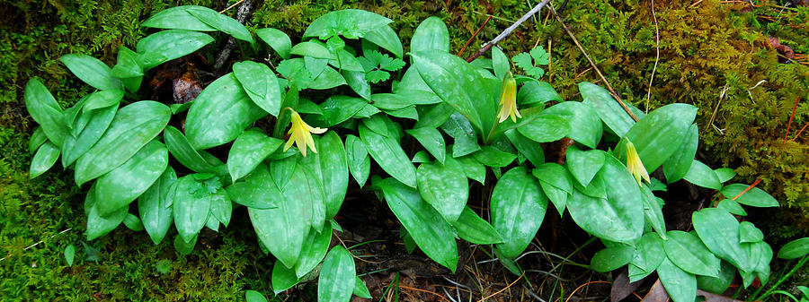 Trout Lily Photograph - Trout Lily Panorama  by Alan Lenk