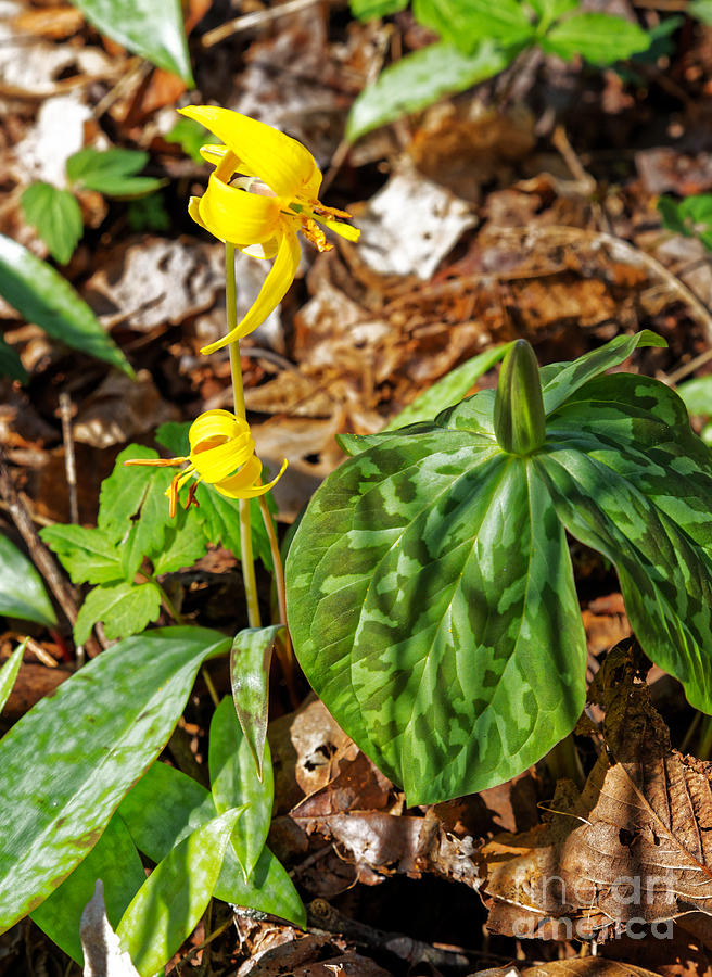 Trout Lily Photograph by Paul Mashburn