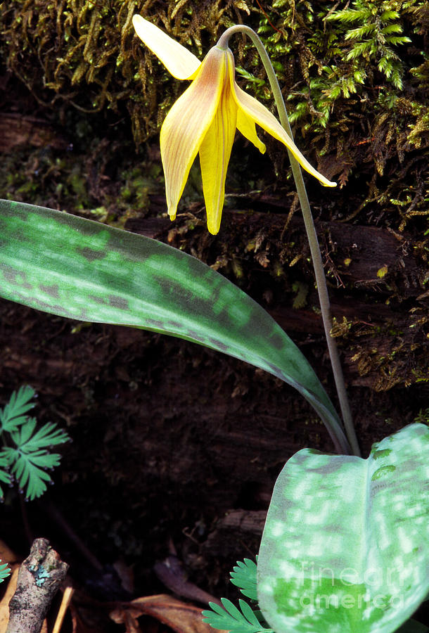 Trout-Lily  Photograph by Thomas R Fletcher