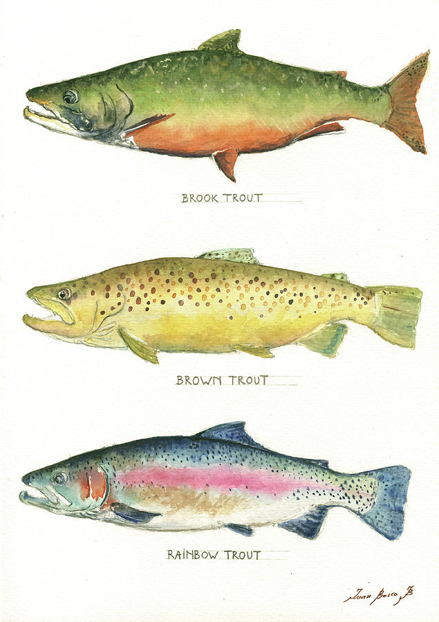 Brook Trout Painting - Trout species by Juan Bosco