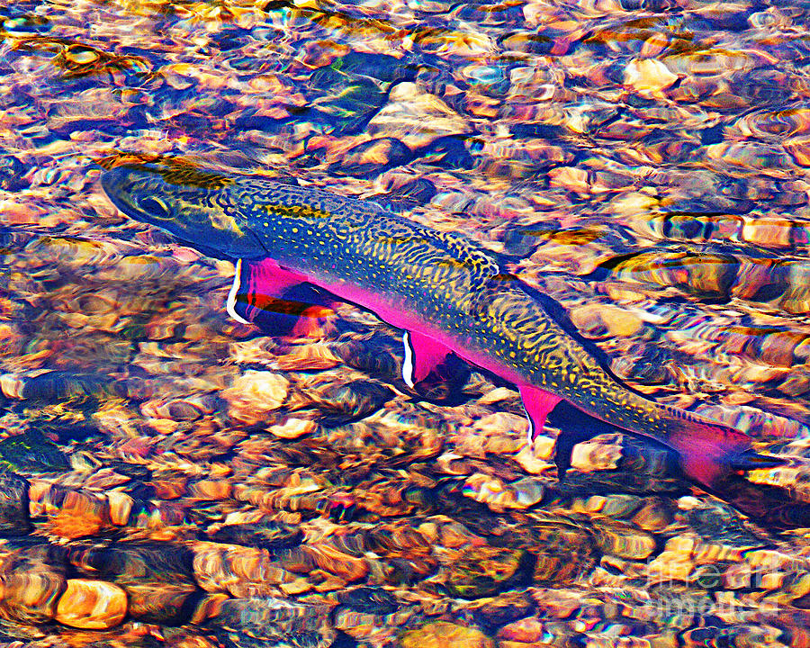 Trout Stream Photograph by Terril Heilman