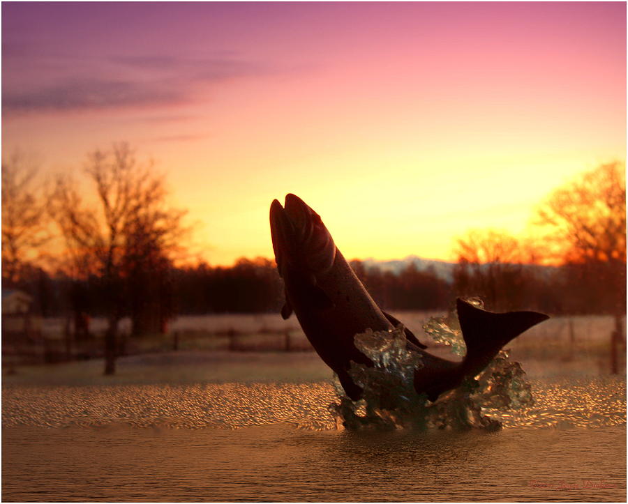 Trout Sunrise Photograph by Joyce Dickens