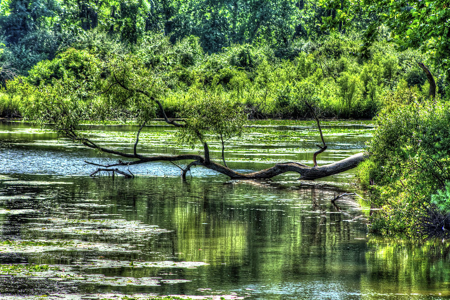 Tree Branch in Water Photograph by Joseph Skalny Tree Branch in Water Photograph by Joseph Skalny