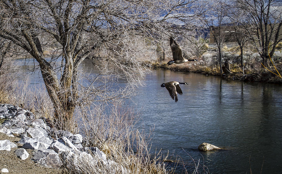 Truckee River geese 2 Photograph by Rick Mosher
