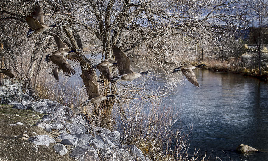 Truckee River geese Photograph by Rick Mosher