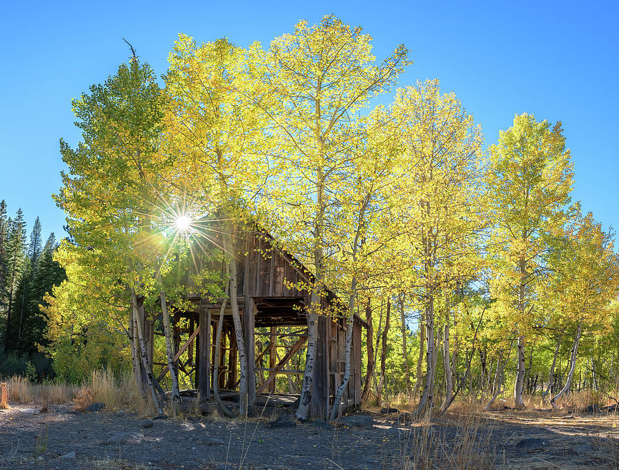 Truckee Shack Near Sunset During Early Autumn with Yellow and Green Leaves on the Trees Photograph by Brian Ball